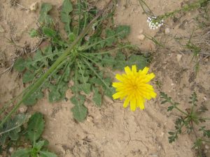 sonchus