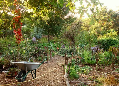 Potager en permaculture