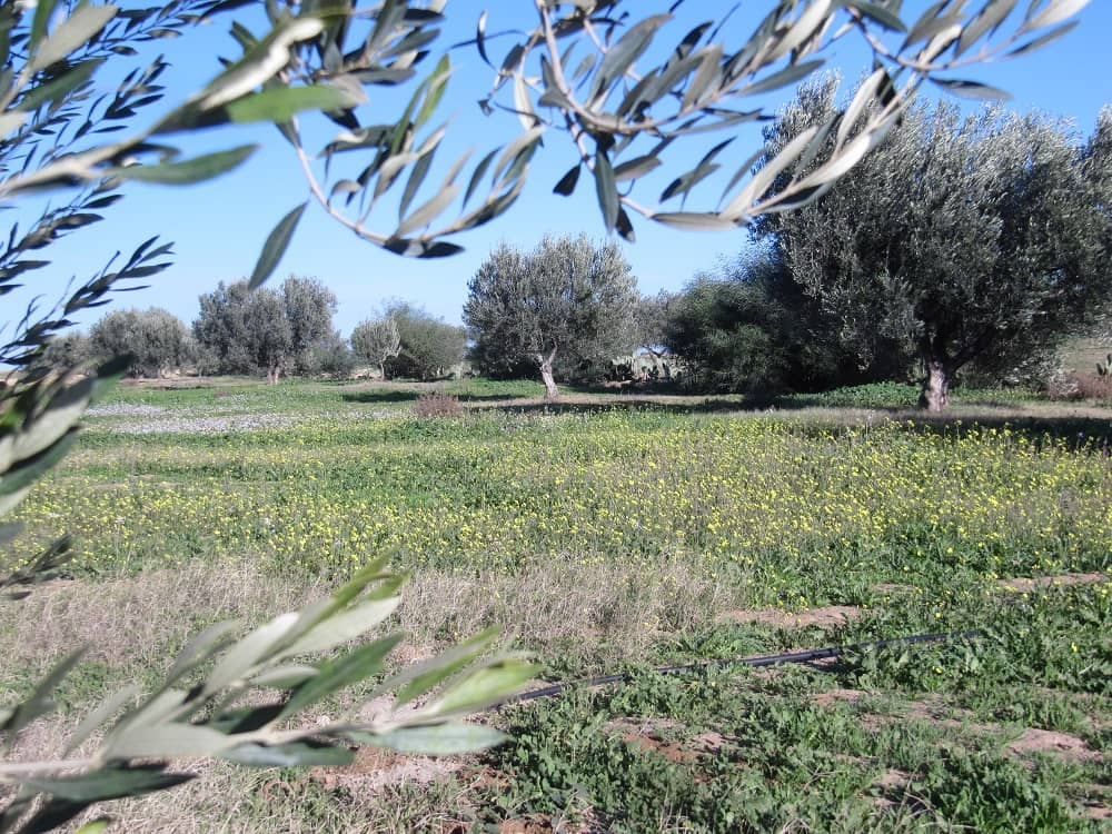 oliveraie en permaculture tunisie