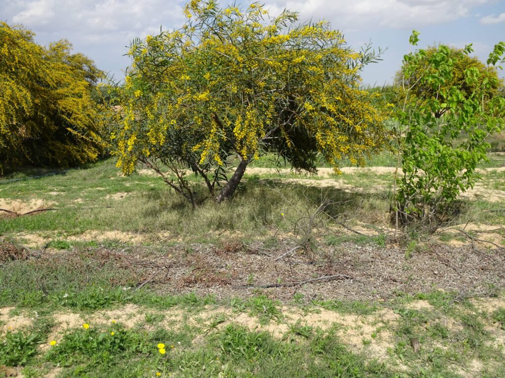 Paillage ferme en permaculture tunisie