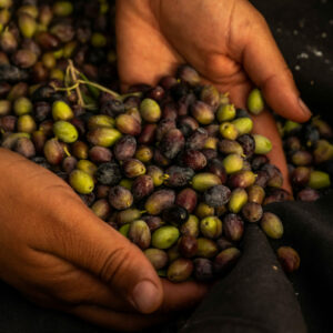 Boutique permaculture Huile d'olive naturelle de Tunisie